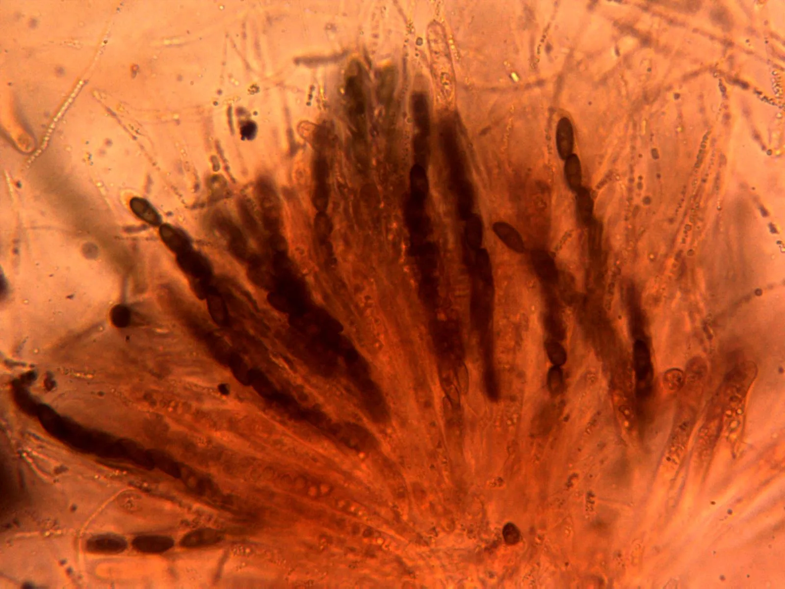 Microscopía de Nemania aenea - 12 - Himenio x 400
